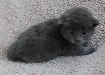 2.5 weeks
