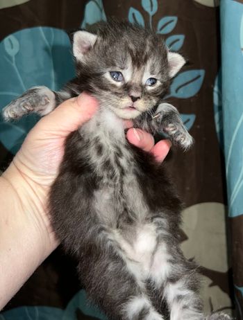 RESERVED for Chad L. Quincy. Male. Black Silver tabby
