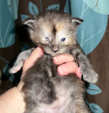 Reserved for Jennifer F . $500. Quintina. Female. Black Smoke tortie. Small eye
