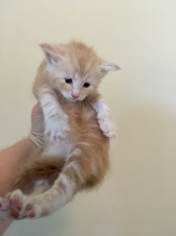 4 weeks
