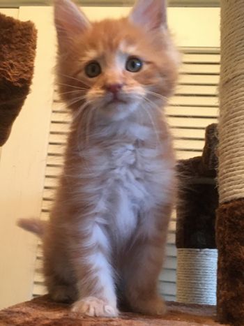 10 weeks

