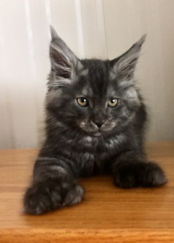 10.5 weeks
