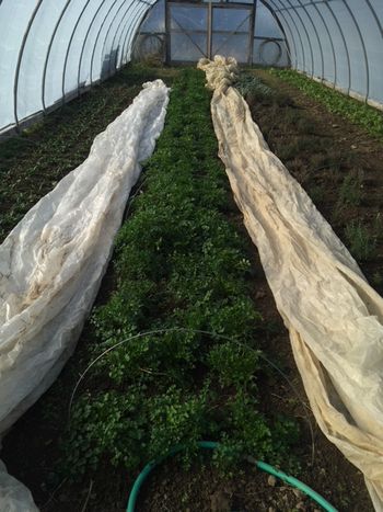 Sweet Land Farm photo 8