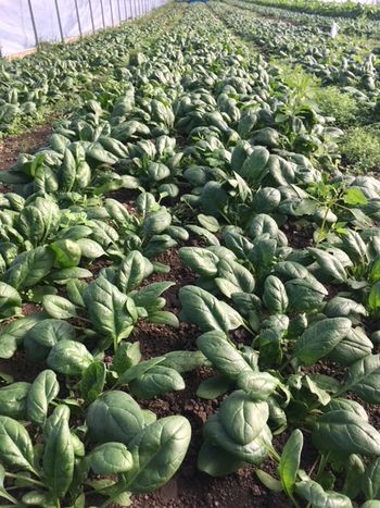 Sweet Land Farm photo 6