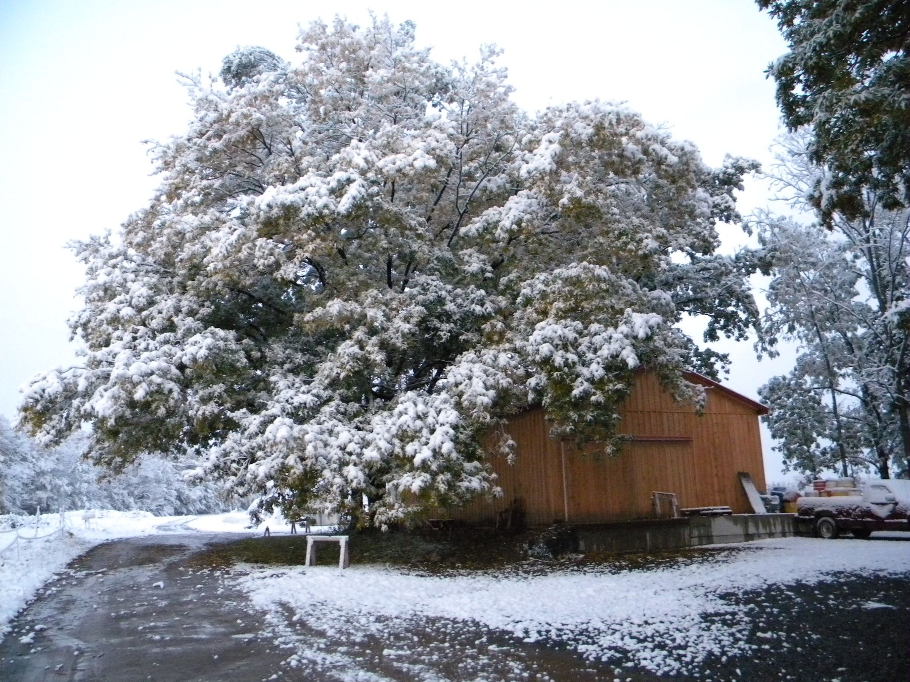 Sweet Land Farm photo 4