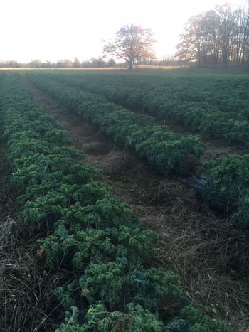 Sweet Land Farm photo 7