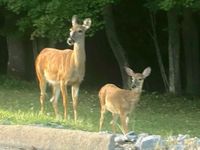 Roan Mountain Summer Music Series