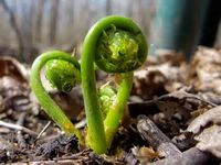 Fiddlers and Fiddleheads Festival
