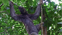 RoC Excursion to Manuel Antonio National Park - Costa Rica