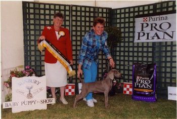 Sateen winning Baby Puppy in Show at Sunbury.
