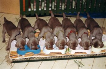 Feed time - Grauhund W litter.
