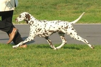Pebbles on the move
