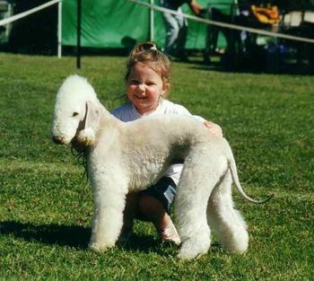 With Jaffa the Bedlington
