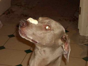 Flint with icecream on his nose.
