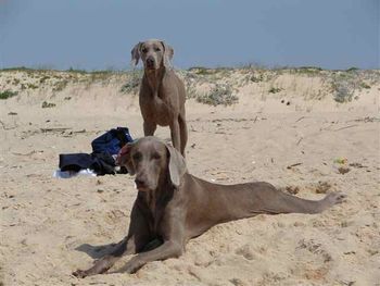 Mary & Rudy on the beach in Spain
