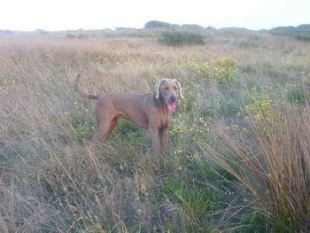 Jaeger enjoying himself in the grass
