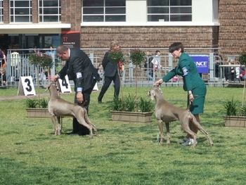 Shellie with Cricket competing for BOB Melb. Royal 2008
