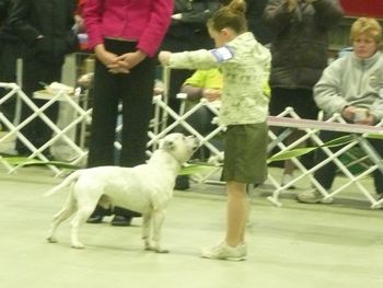Handlers final JKC showing Bomber 2009
