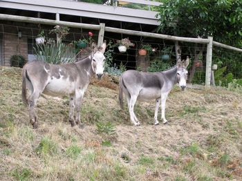 Fanta & Pepsi the other 4 legged grey ones.
