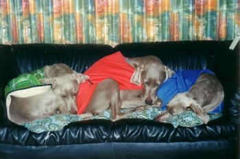 l to r - Arnold, Flirt & Holly keeping warm.
