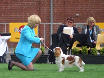 Jacqui competing for Puppy in Group Melb Royal 2008
