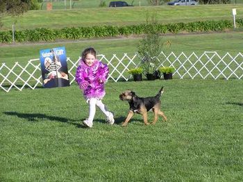 Gaiting the Border terrier 2004

