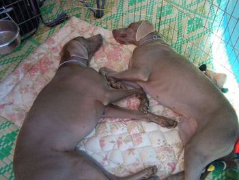 Boomer & Cricket resting at a show.
