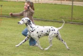 Gaiting Dino the Dalmatian 2006

