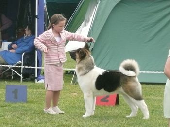 Showing an Akita in the handers 2009
