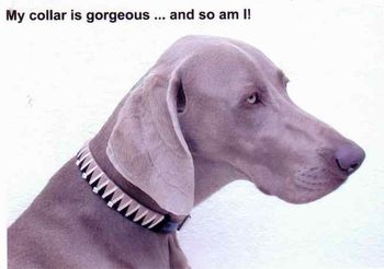 Murphy with her new collar.
