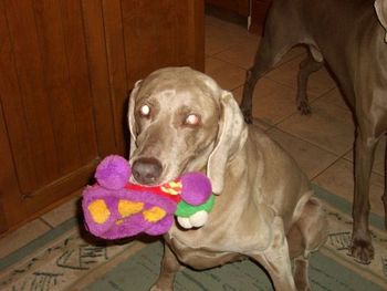 Holly collecting toys, aged 15 yrs.
