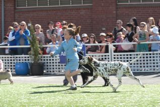 Emily in handlers with Lana 2008
