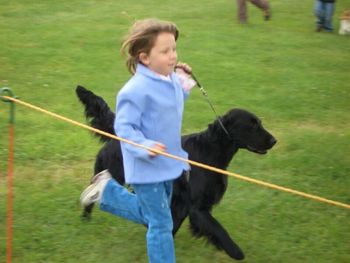 Gaiting Myster the Flat Coated Retriever
