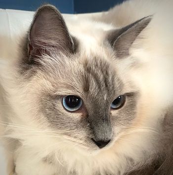 Queen Rosey - Blue Mitted Ragdoll. Daughter of Queen Pippy and King Charles (both retired)
