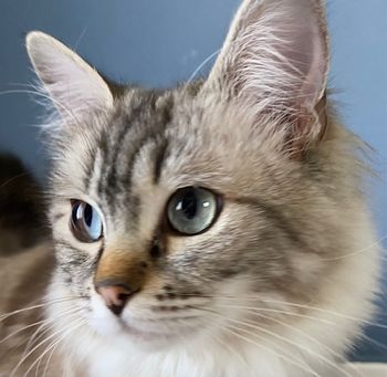 Queen Willow - Chocolate Lynx Cherubim

