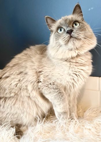 Queen Mabel - Blue Sepia Cherubim
