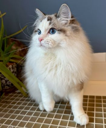 King Karl - Seal Lynx Bicolor Ragdoll
