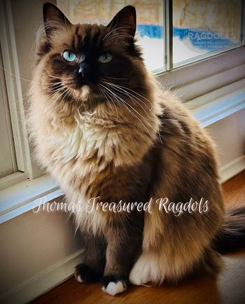 Queen Coco Chanel - TICA Seal Sepia Mitted Cherubim. Daughter of Willow and Ollie.
