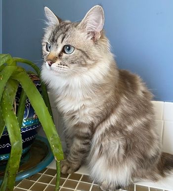 Queen Willow
