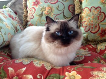 Retired Queen Sadie-Seal Point. The beginning breeding Queen of our program. Now in retirement living with us.
