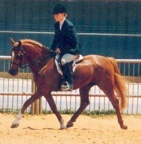 Rosmel Cotillion, Robin's sire
