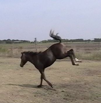 very athletic!
