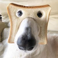 Incognito by Tom Martin 