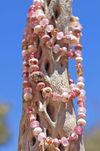 Western Rose Necklace