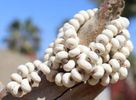 Shell Ivory Necklace
