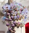 Ibiza Heather Necklace 
