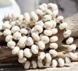 Shell Ivory Necklace