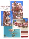 Western Rose Necklace