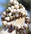 Sun Bleached Necklace