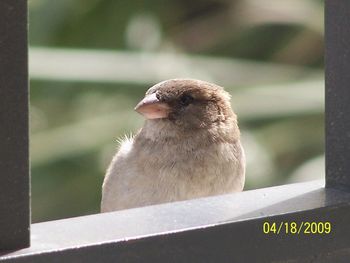 Bird outside Anna's window.
